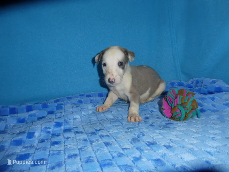 Doc – Greyhound puppy for sale in Olpe, KS