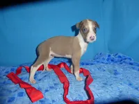 Rosie, a female Greyhound for sale in Olpe, KS – 5 of 6