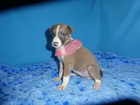 MIA, a female Greyhound for sale in Olpe, KS – 2 of 7