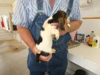 Evie, a female Basset Hound for sale in Olpe, KS – 3 of 5