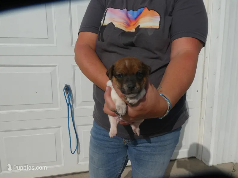 Jasper – Jack Russell Terrier puppy for sale in Olpe, KS