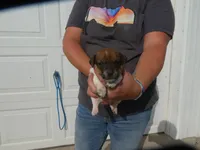 Jasper, a male Jack Russell Terrier for sale in Olpe, KS – 1 of 5