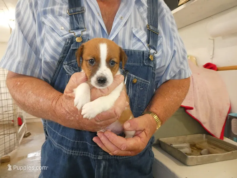 Charlie – Jack Russell Terrier puppy for sale in Olpe, KS