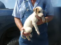 Sammy, a male Greyhound for sale in Olpe, KS – 3 of 8