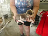 SALLY, a female Greyhound for sale in Olpe, KS – 5 of 5