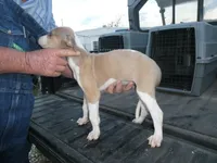 Sara, a female Greyhound for sale in Olpe, KS – 6 of 6