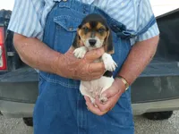 ACE, a male Beagle for sale in Olpe, KS – 6 of 6