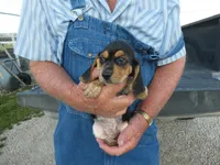 Doc, a male Beagle for sale in Olpe, KS – 2 of 6