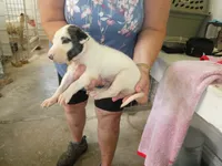 JAZZY, a female Greyhound for sale in Olpe, KS – 5 of 6