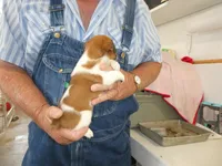Charlie, a male Jack Russell Terrier for sale in Olpe, KS – 3 of 4