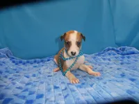 Ginger, a female Greyhound for sale in Olpe, KS – 2 of 5