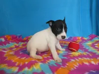 Indy, a male Rat Terrier for sale in Olpe, KS – 3 of 5