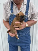 Badger, a male Boxer for sale in Olpe, KS – 4 of 5