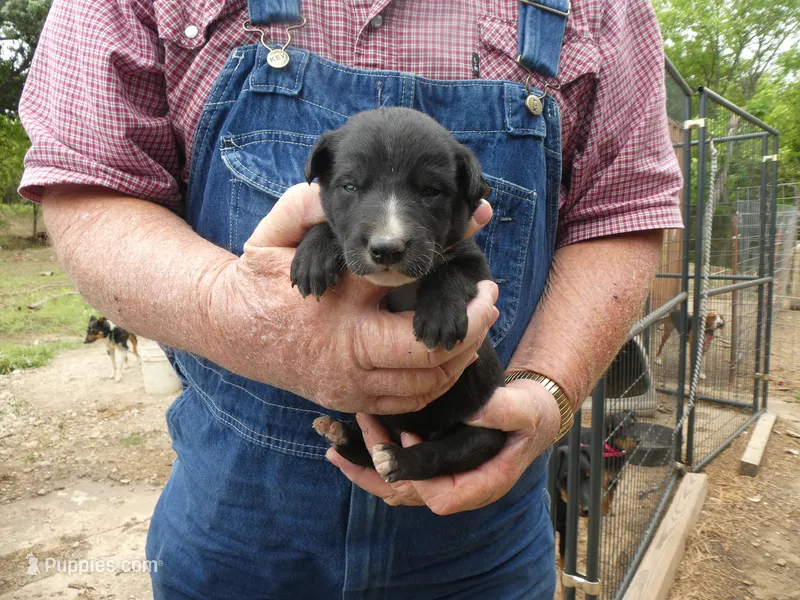 Liz – Greyhound puppy for sale in Olpe, KS
