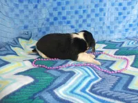 Daisy, a female Beagle for sale in Olpe, KS – Photo 2 of 5