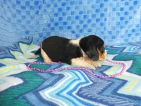 Daisy, a female Beagle for sale in Olpe, KS – Photo 3 of 5