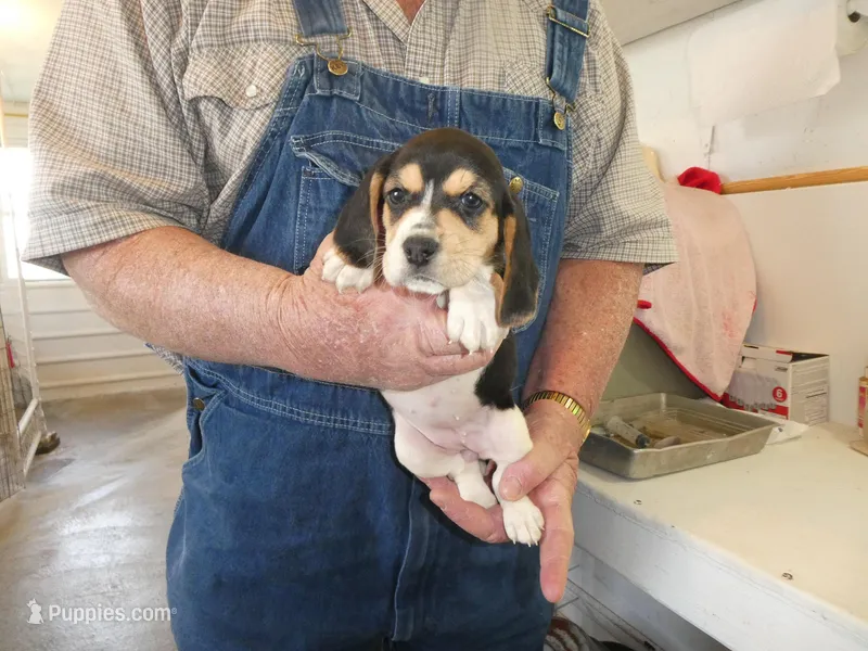 Daisy – Beagle puppy for sale in Olpe, KS