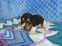Daisy, a female Beagle for sale in Olpe, KS – Photo 1 of 5