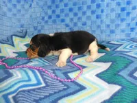 Daisy, a female Beagle for sale in Olpe, KS – Photo 5 of 5