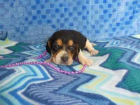 Daisy, a female Beagle for sale in Olpe, KS – Photo 4 of 5