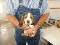 Evie, a female Basset Hound for sale in Olpe, KS – 4 of 5