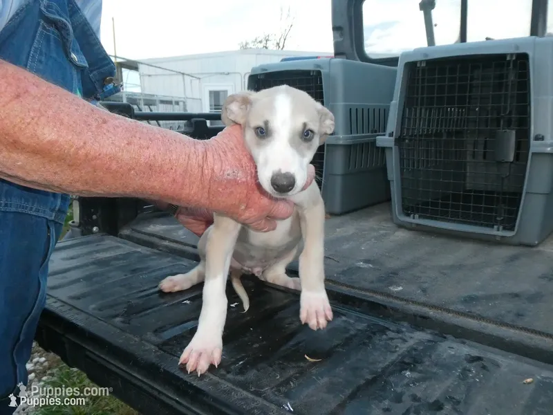 ACE – Greyhound puppy for sale in Olpe, KS
