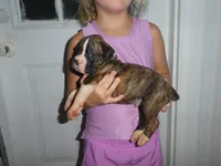 ACE, a male Boxer for sale in Olpe, KS – 3 of 7
