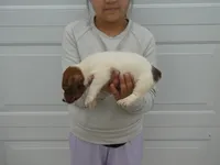 Harty, a female Jack Russell Terrier for sale in Olpe, KS – 4 of 5