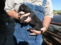 Bella, a female Greyhound for sale in Olpe, KS – 2 of 8