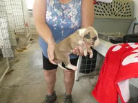 ACE, a male Greyhound for sale in Olpe, KS – 3 of 5