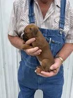 Buzz, a male Boxer for sale in Olpe, KS – 4 of 4