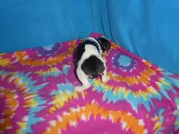 Mitzee, a male Rat Terrier for sale in Olpe, KS – 4 of 6