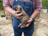 Toot, a female Greyhound for sale in Olpe, KS – 7 of 9