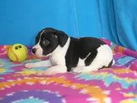 Gizmo, a male Rat Terrier for sale in Olpe, KS – 2 of 5