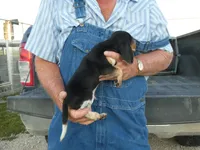 Doc, a male Beagle for sale in Olpe, KS – 5 of 6