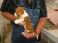 Sam , a male Basset Hound for sale in Olpe, KS – 2 of 5