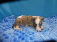 Hollie, a female Greyhound for sale in Olpe, KS – 4 of 6