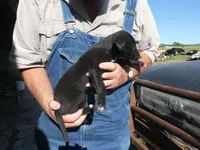 Bella, a female Greyhound for sale in Olpe, KS – 3 of 8