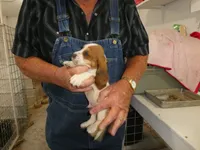 Clem, a male Basset Hound for sale in Olpe, KS – 5 of 5