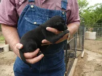 Liz, a female Greyhound for sale in Olpe, KS – 7 of 7