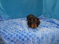 Max, a male Miniature Dachshund for sale in Olpe, KS – 2 of 6
