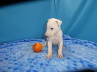 Jingle, a male Greyhound for sale in Olpe, KS – 3 of 5