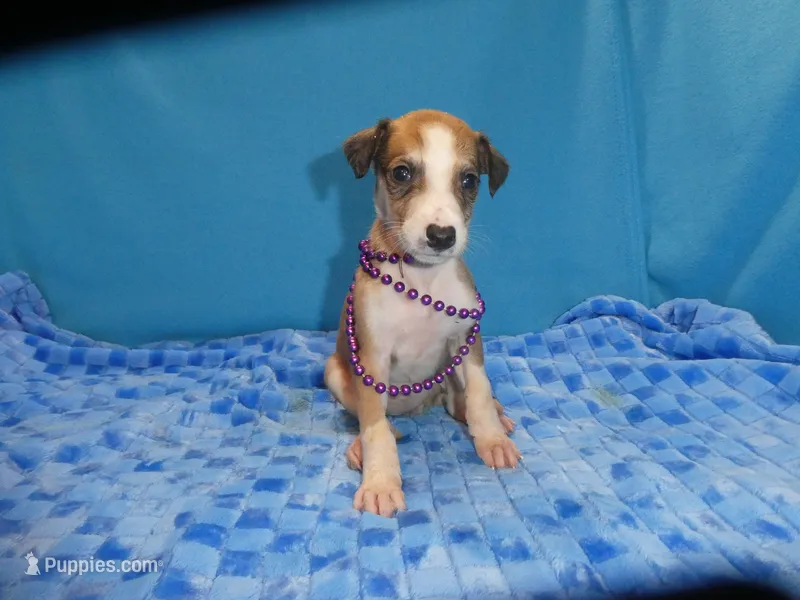 Bella – Greyhound puppy for sale in Olpe, KS