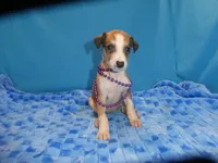 Bella, a female Greyhound for sale in Olpe, KS – 1 of 6