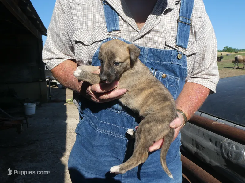 Toot – Greyhound puppy for sale in Olpe, KS