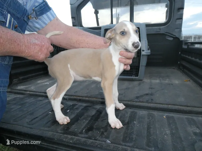 Sara – Greyhound puppy for sale in Olpe, KS