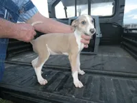 Sara, a female Greyhound for sale in Olpe, KS – 1 of 6