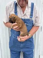 Badger, a male Boxer for sale in Olpe, KS – 5 of 5