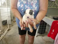 MIA, a female Greyhound for sale in Olpe, KS – 4 of 5