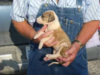 SARA, a female Greyhound for sale in Olpe, KS – 2 of 6